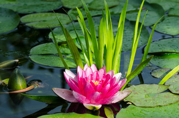 Panele Szklane Podświetlane  kwiat lotosu