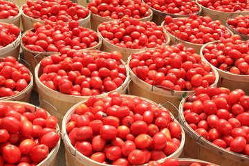 Tomato Bushels 1