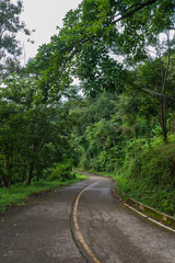 Obraz premium Road into the tropical forest