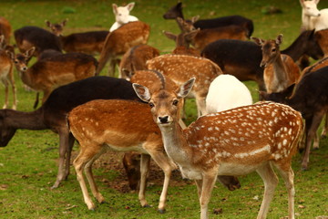 Damwild im Wildgatter