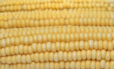 Corn Closeup