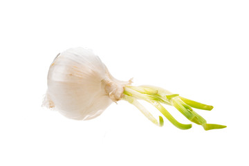 White onion