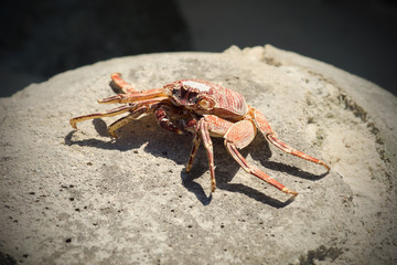 Dried Crab