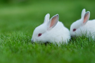 Funny baby white rabbits in grass