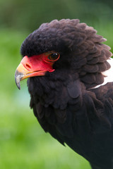 Bateleur Eagle