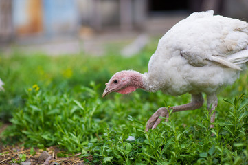 young turkey on a farm