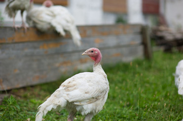 young turkey on a farm