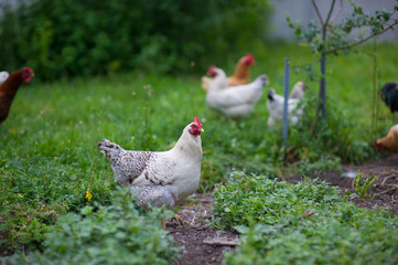 chicken in grass on a farm