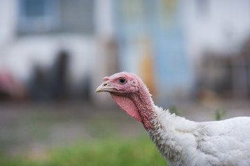 young turkey on a farm
