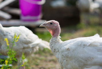 young turkeys on a farm