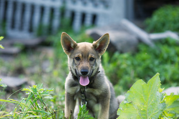 puppy 2 months