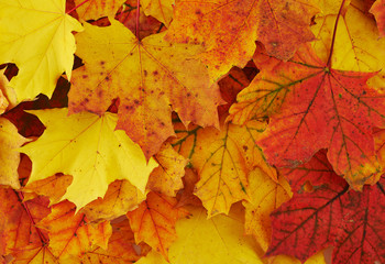 Naklejka na ściany i meble Ground covered with autumn leaves