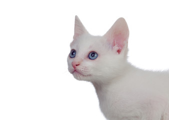 Adorable white kitten with blue eyes
