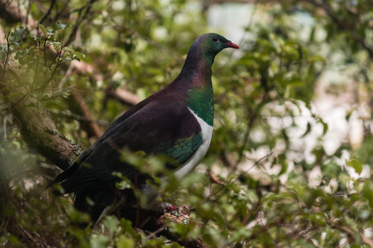 New Zealand Pigeon sitting on tree branch
