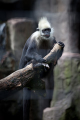 gibbon