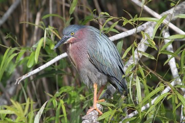 Green Heron (Butorides virescens)