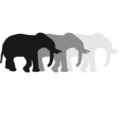 3 Elephants