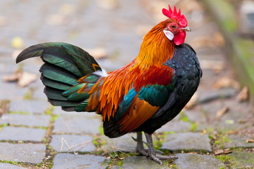 Beautiful Rooster.