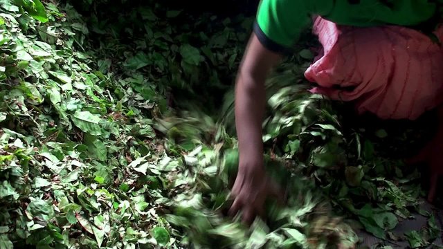Loading tea leaves to the crushing machine at the Tea Factory.