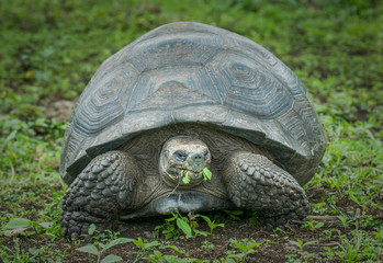 Giant turtle, Galapagos islands, Ecuador