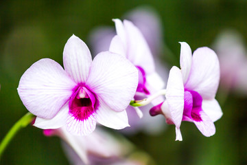 Fototapeta premium orchid in chiangmai Thailand