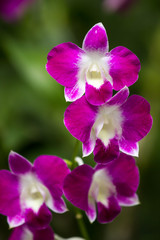 orchid in chiangmai Thailand