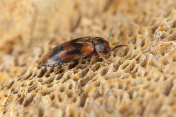 False darkling beetle, Abdera flexuosa feeding on fungi