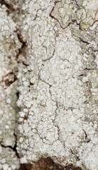 Pertusaria lichen on oak