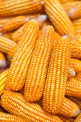 Dried corn