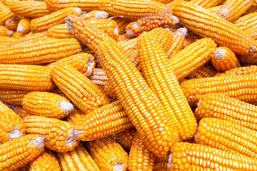 Dried corn