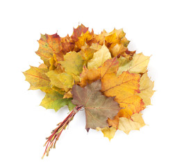 Colorful autumn maple leaves bunch
