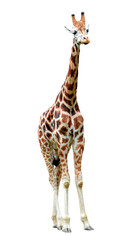Obraz premium giraffe isolated
