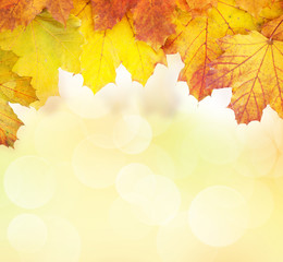 Autumn bokeh background