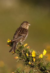 Twite, Carduelis flavirostris