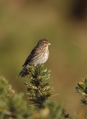 Twite, Carduelis flavirostris
