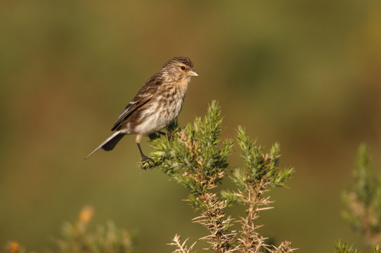 Twite, Carduelis flavirostris