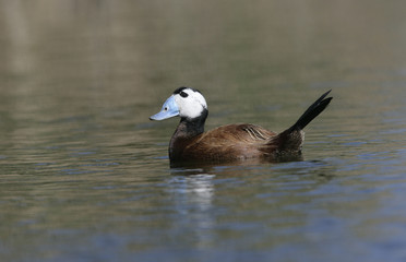 White headed duck,Oxyura leucocephala