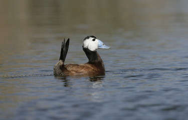 White headed duck,Oxyura leucocephala