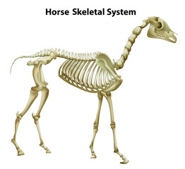 Horse Skeletal System