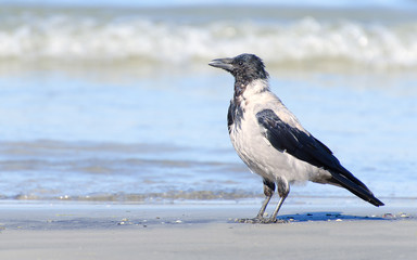 Crow near the sea
