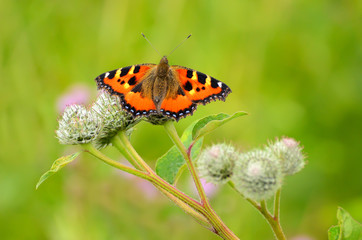 Fototapeta na wymiar Butterfly (Aglais urticae)