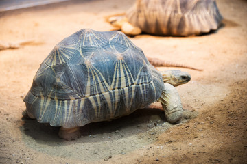 Turtle walking slowly across the field