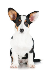 welsh corgi cardigan dog isolated