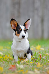 welsh corgi cardigan dog
