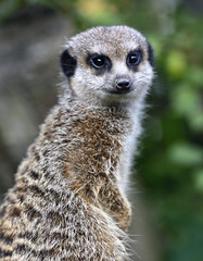 Fototapeta premium Suricata