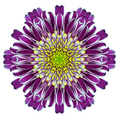 Mandala Chrysanthemum Flower Kaleidoscope Isolated on White
