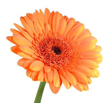 Orange Gerbera Flower with Green Stem Isolated