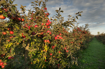 Fototapeta na wymiar Ripe apples on trees in orchard