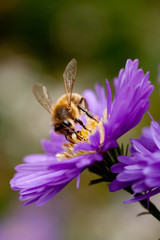 bee feeding on flower
