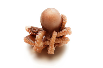 Small Octopus